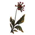Ashen Swish. A rare, prickly herb, growing wherever blood has been spilled.
