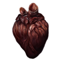 Infected Heart