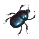Beetle.png