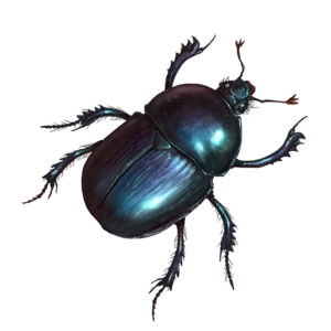 Beetle.png