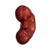 KidneyRight.png