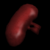 Ui kidney b.png