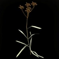 Black Twyre. A rare herb with unique properties. It is popularly called "woegrass".