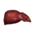 Liver.png